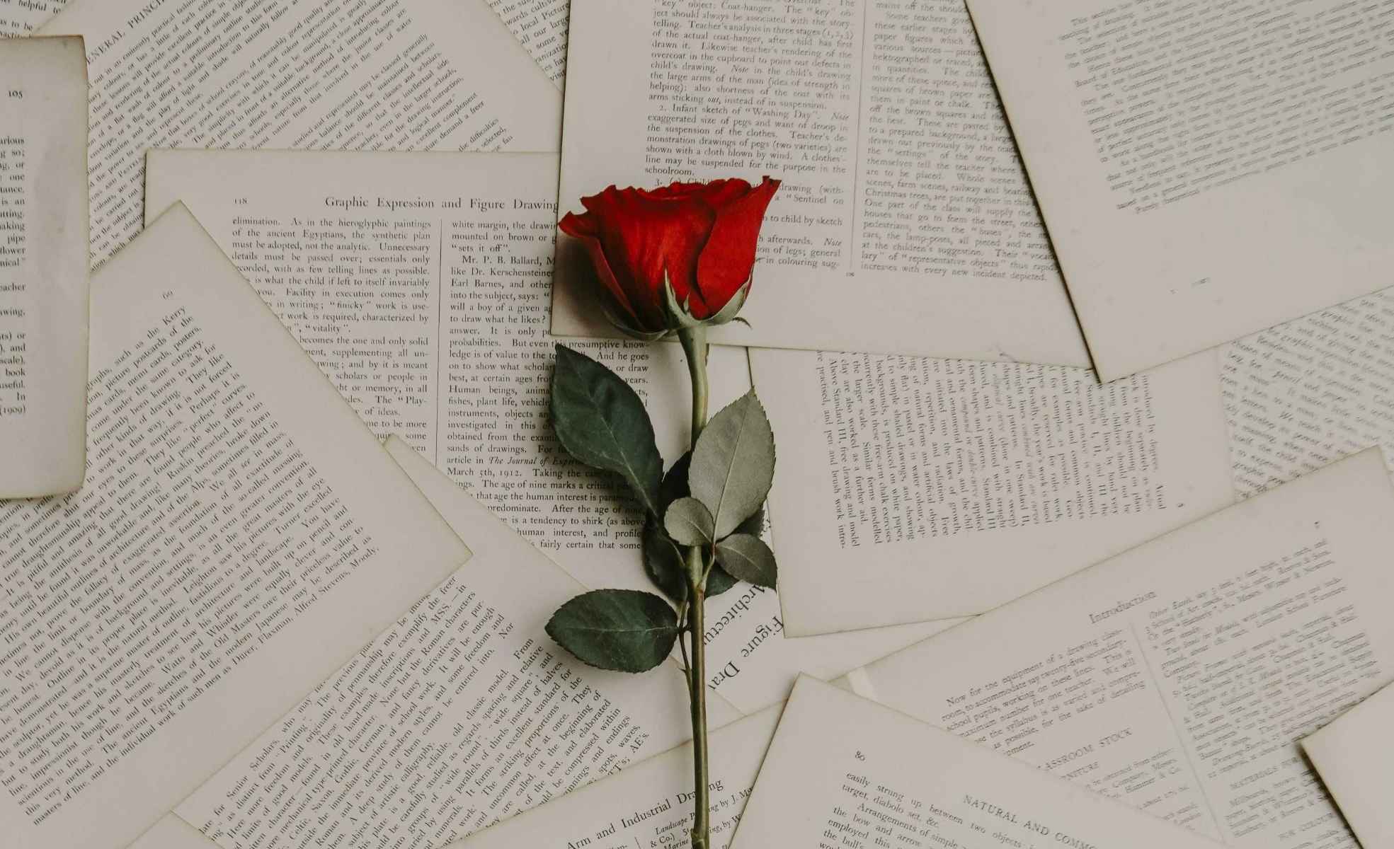 A red rose on dark romance book pages.
