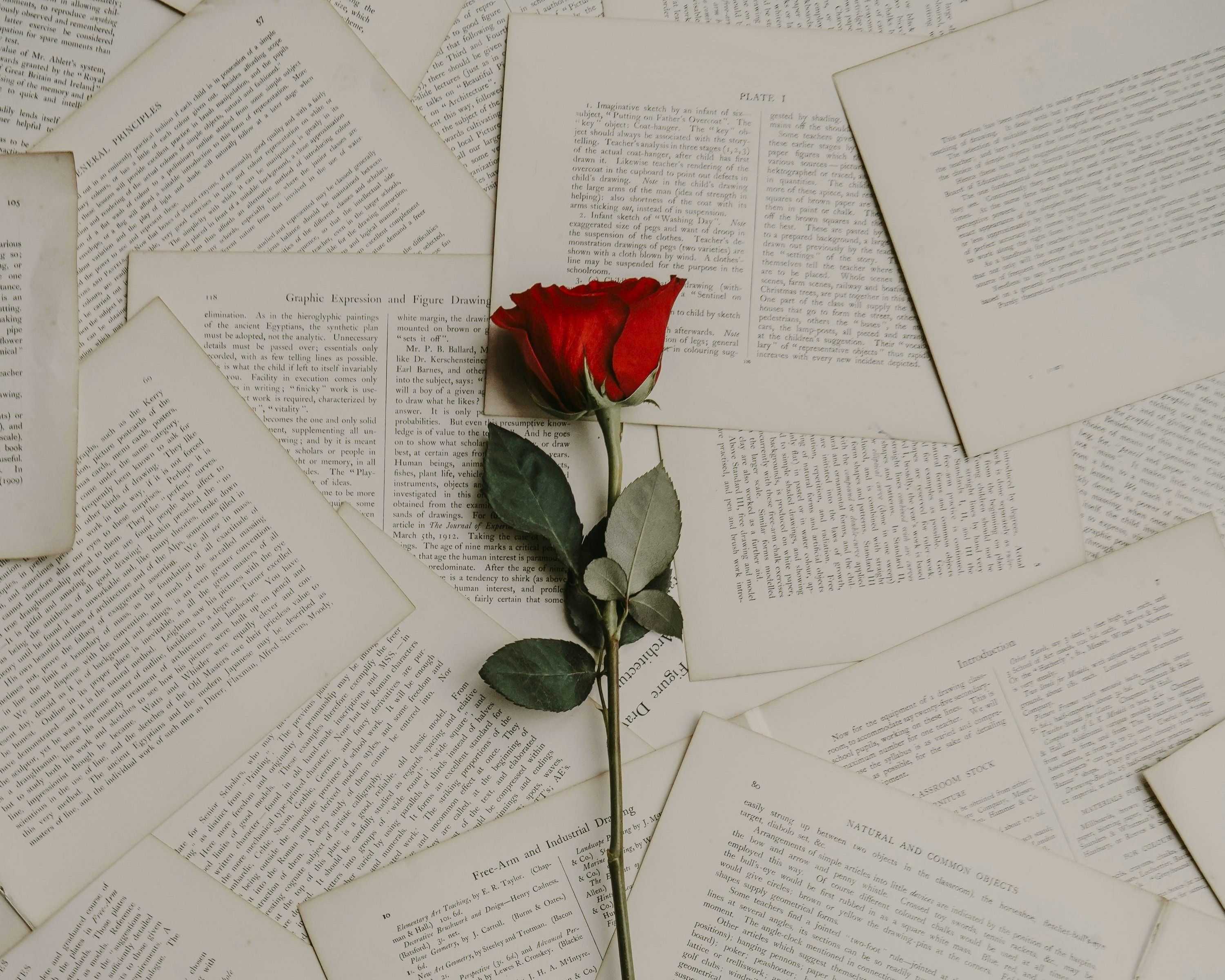 A red rose in front of book pages.